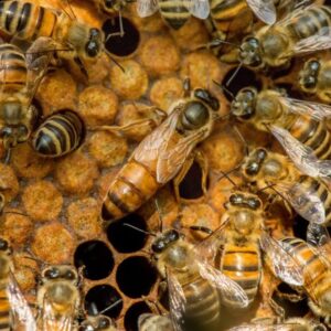 Buckfast koninginnen kopen – Bevrucht & Onbevrucht | QualityQueens