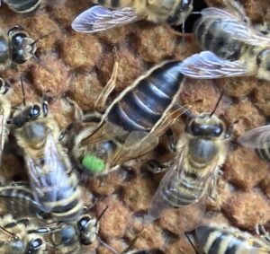 kaukasische koningin