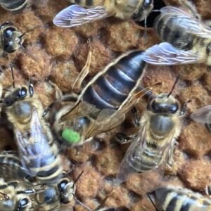 kaukasische koningin