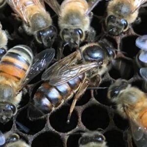 Kaukasische Koninginnen