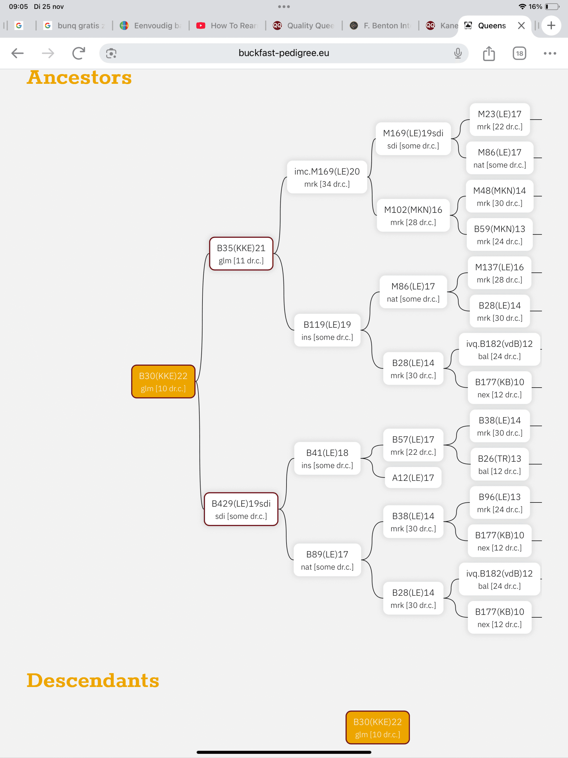 Buckfast koningin F1 B801(QQ)2025-voorinschrijving 10% korting 4 Buckfast koningin F1 B801(QQ)2025-voorinschrijving 10% korting - Afbeelding 4