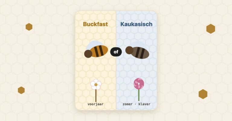 Tekening van een Buckfast-bij en een Kaukasische bij naast elkaar